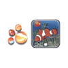 Frnikole Clownfish