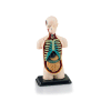 Human Body Anatomy Model