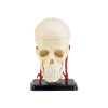Cranial Nerve Skull Anatomy Mode